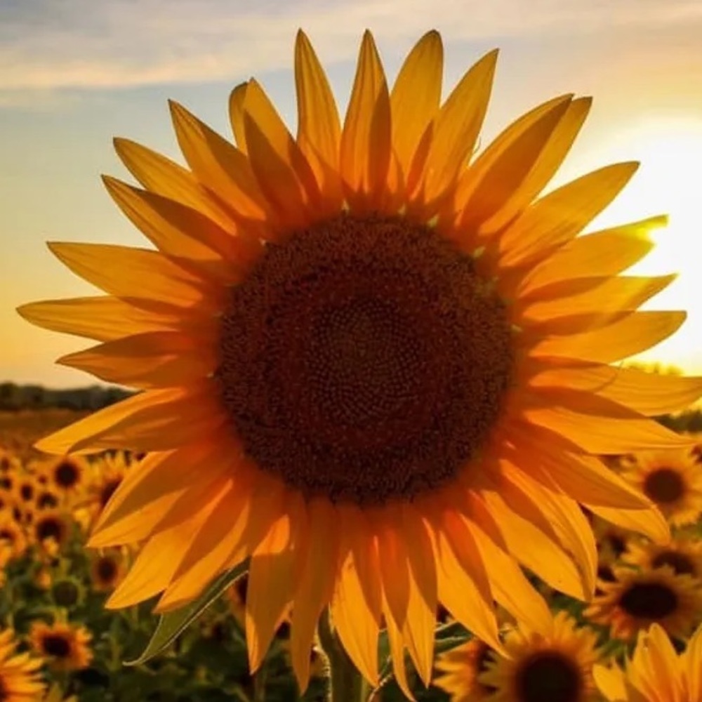 Meet your Posher, Allie